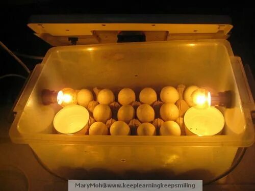 Как сделать инкубатор своими руками для яиц. Инкубатор для яиц egg incubator qc pass 04. инкубатор йасаш. на инкубатор лампочка. инкубатор из пластикового контейнера.