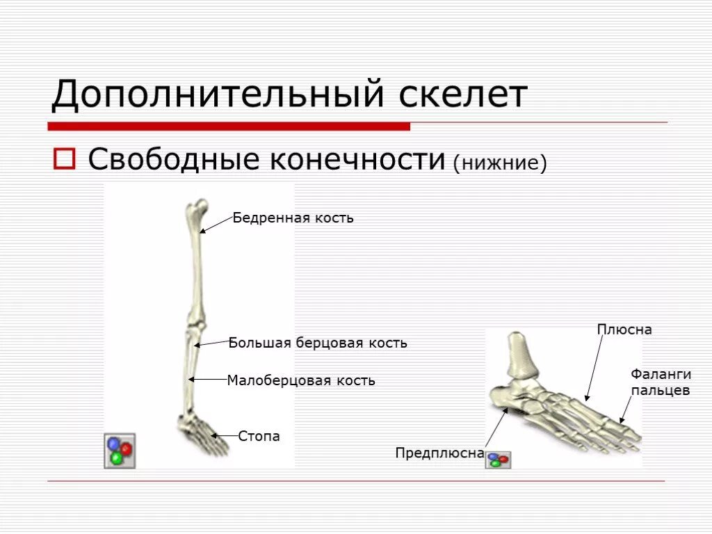 Кости предплюсны. Предплюсна плюсна фаланги пальцев. Плюсна стопы. Бедренная предплюсна. Самая крупная кость свободных конечностей