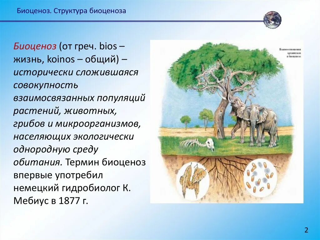 Биоценоз леса пример. Биоценоз. Структура биоценоза. Биоценоз термин. Биоценоз это в экологии.
