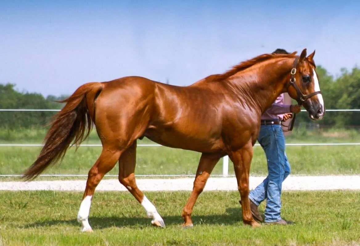 Called horse. Кватерхорс порода лошадей. Американский Кватерхорс вестерн. American Quarter Horse порода. American Quarter Horse лошадь.