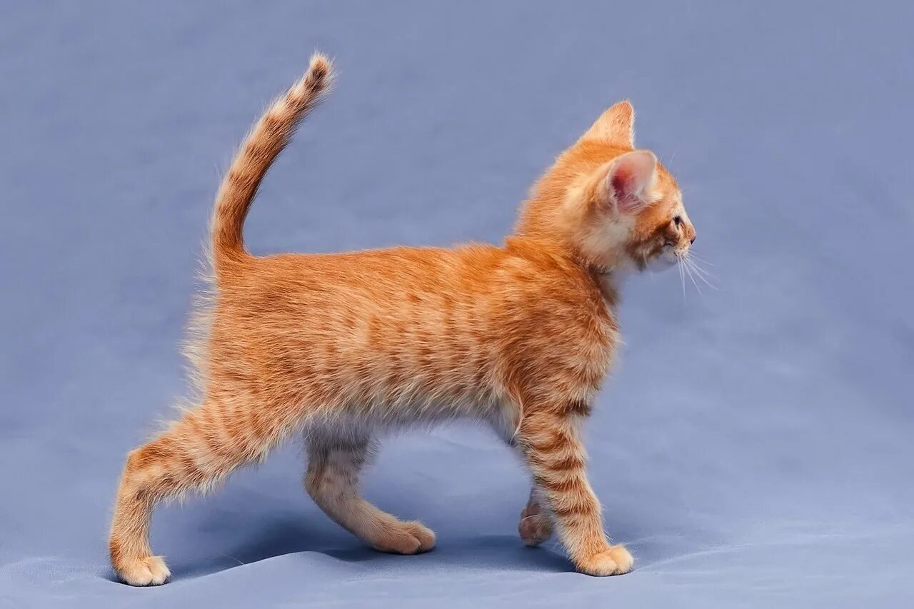 Рыжий бобтейл полосатый. Бенгальская короткошерстная кошка рыжая. Японский бобтейл рыжий. Японский бобтейл Мейн кун. Купикот