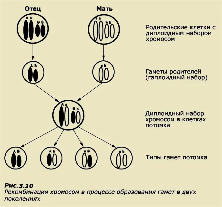 Сколько хромосом имеет половая клетка. Гаплоидный набор хромосом в половых клетках человека. Гаметы с гаплоидным набором хромосом. Клетка с диплоидным набором хромосом. Гаплоидный набор хромосом человека.