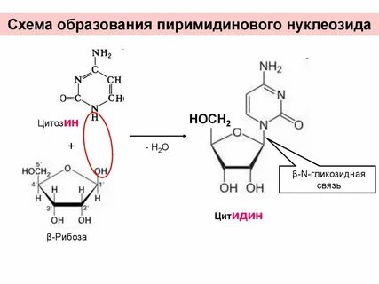 Пуриновые и пиримидиновые основания нуклеозиды нуклеотиды