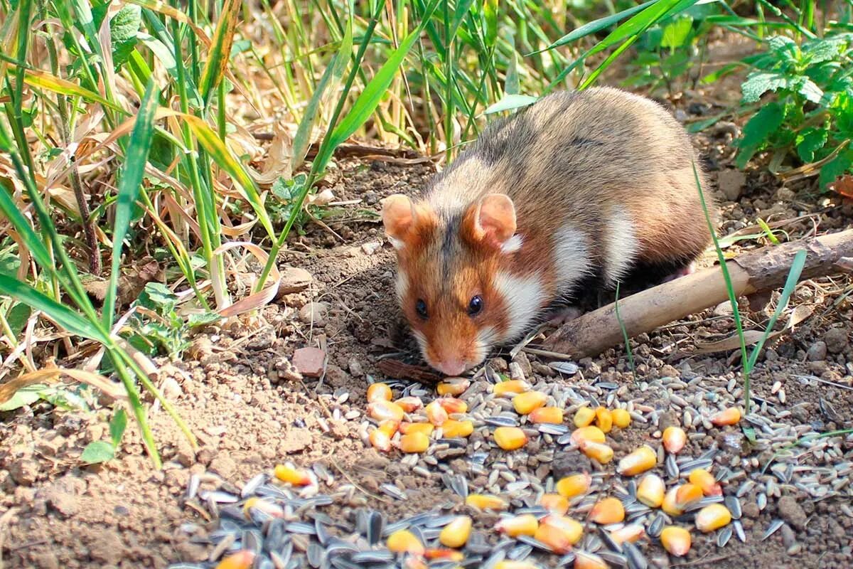 Лесной хомяк карбыш. Mesocricetus auratus. Дикий хомяк карбыш. Cricetus Cricetus хомяк. Хомяков на поле