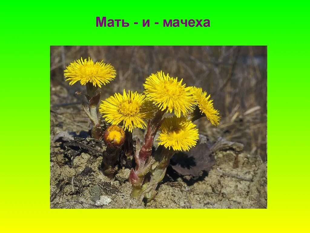 Названия раннецветущих растений окружающий мир 2 класс. Мать и мачеха растение. мать и мачеха первые весенние цветы. раннецветущие растения опыляемые ветром. первоцветы фото с названиями мать и мачеха.