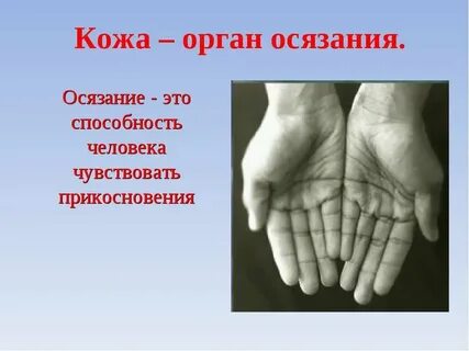 Отдел осязания