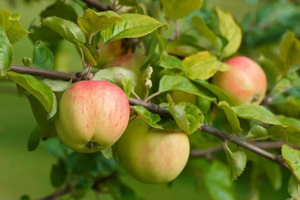Сладкие сорта яблонь для средней полосы