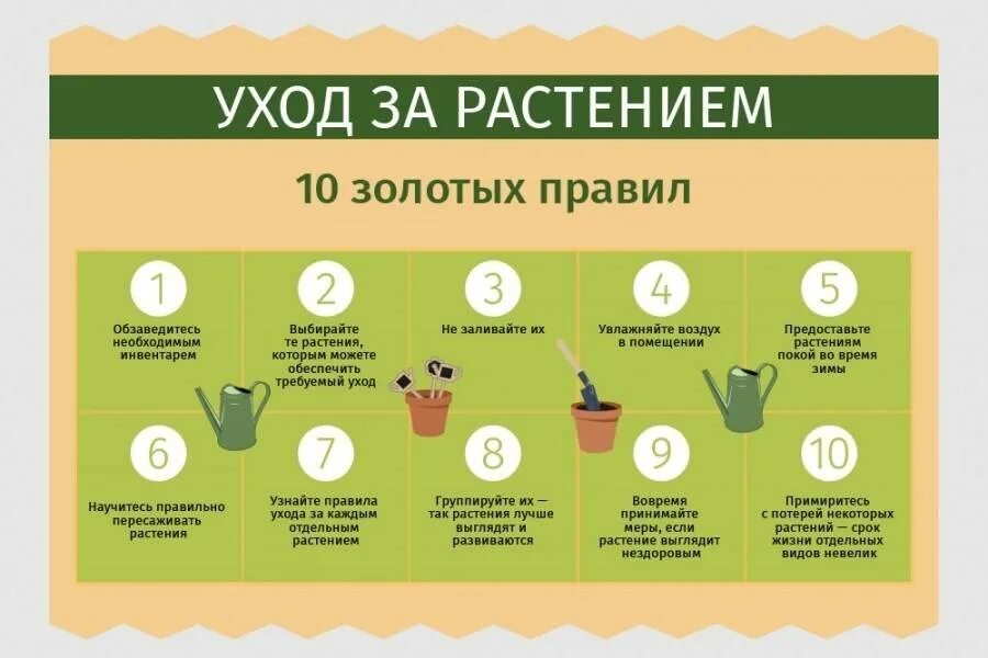 Правила использования цветов. Правила ухода за растениями. как ухаживать за растениями. памятка по уходу за растениями. правила ухода за комнатными растениями.