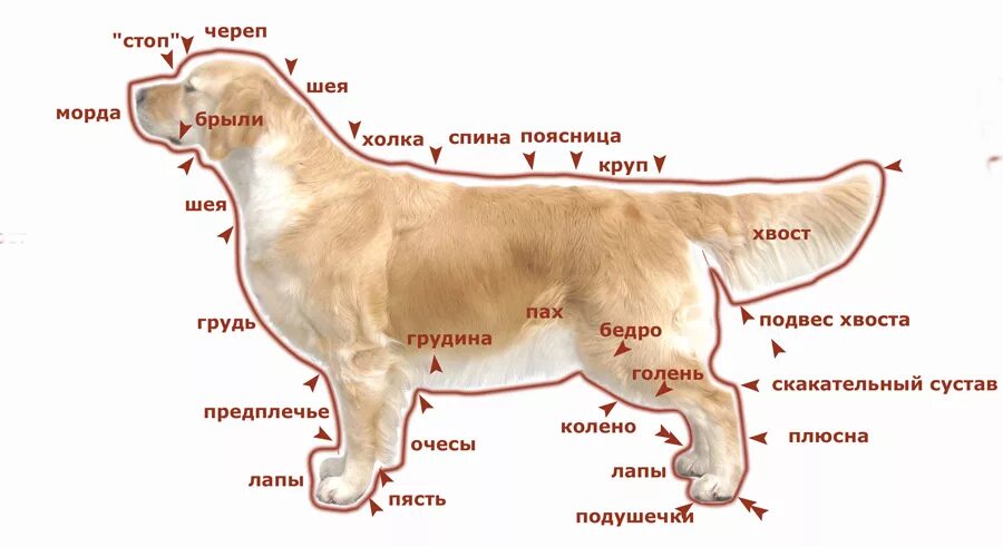 Золотистый ретривер вес. Лабрадор ретривер рост в холке. Стандарт породы золотистый (Голден) ретривер. Золотистый ретривер в холке. Голден ретривер вес кобеля.