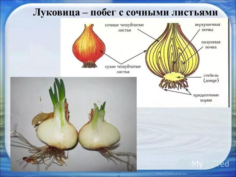 Какие листья у луковицы. Луковица видоизмененный побег строение. Видоизмененные побеги луковица. Видоизменение побегов луковица строение. Строение луковицы побег 6 класс.