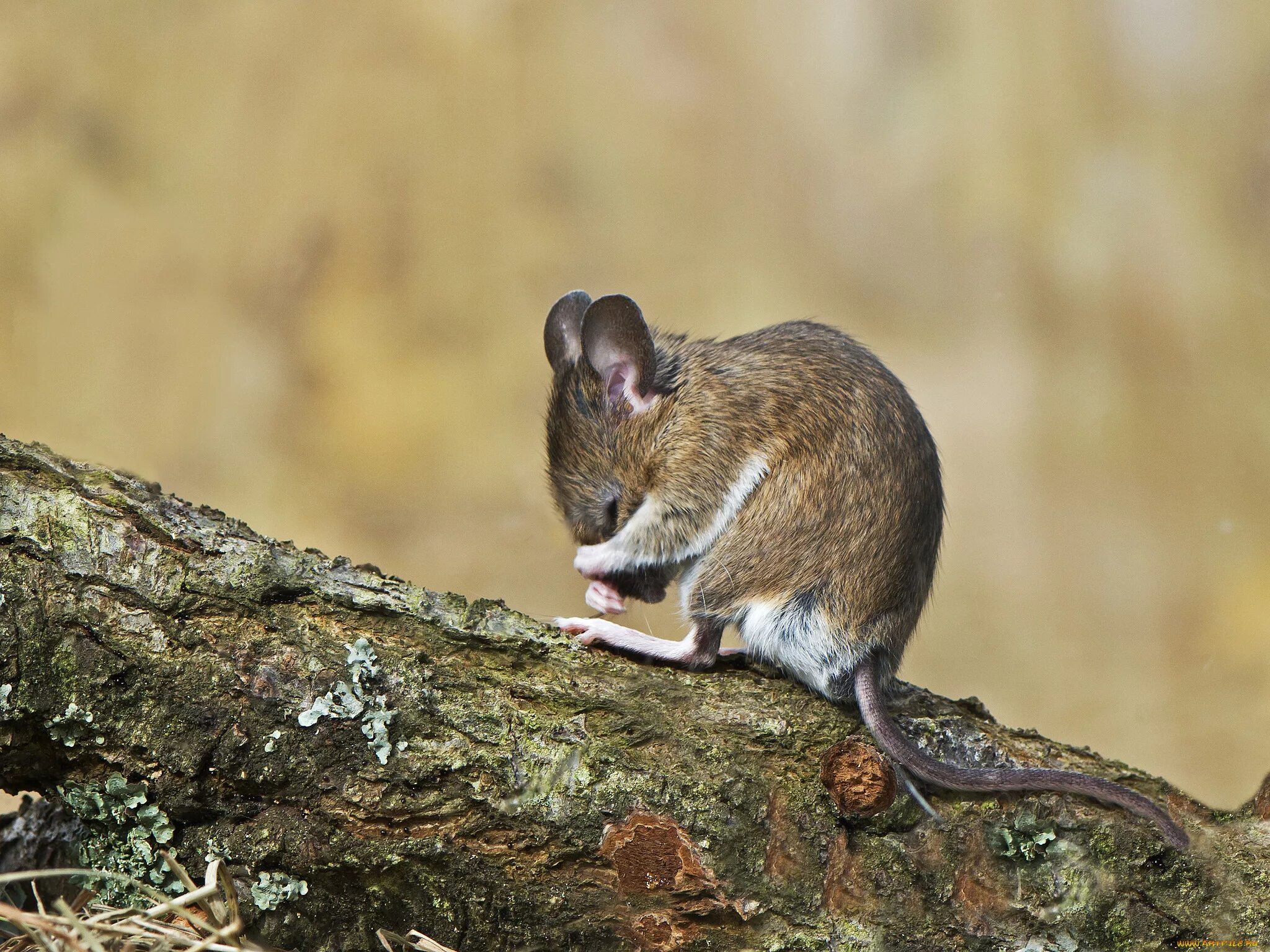 Мышь коре. Apodemus sylvaticus. Мышь животное. Мышка зверек. Обиженная мышь.