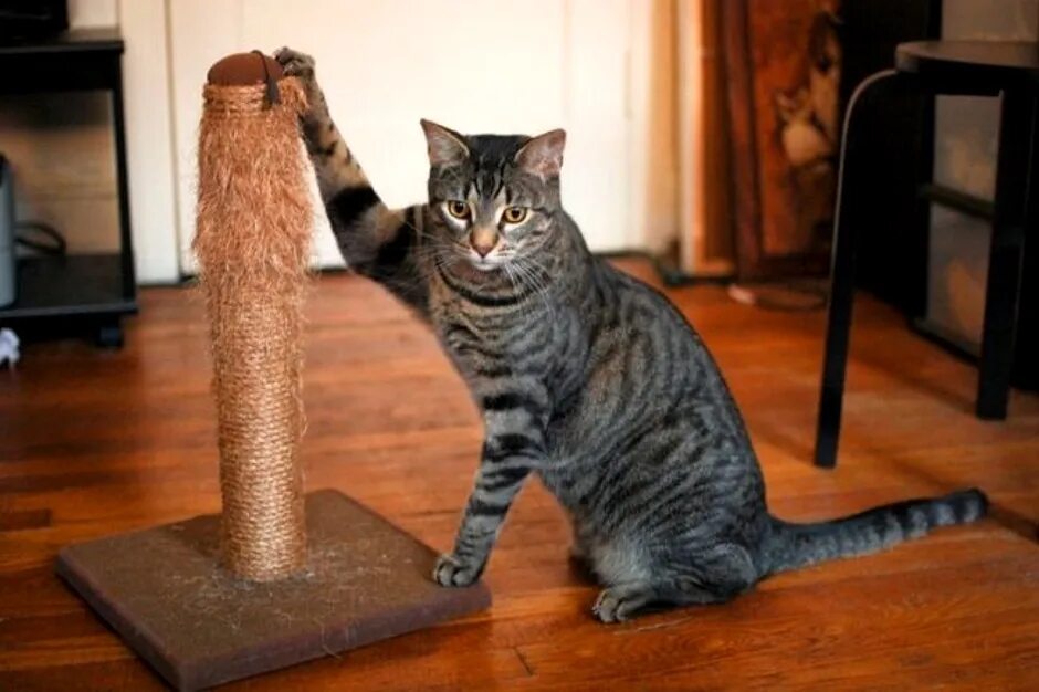 Как отучить кота