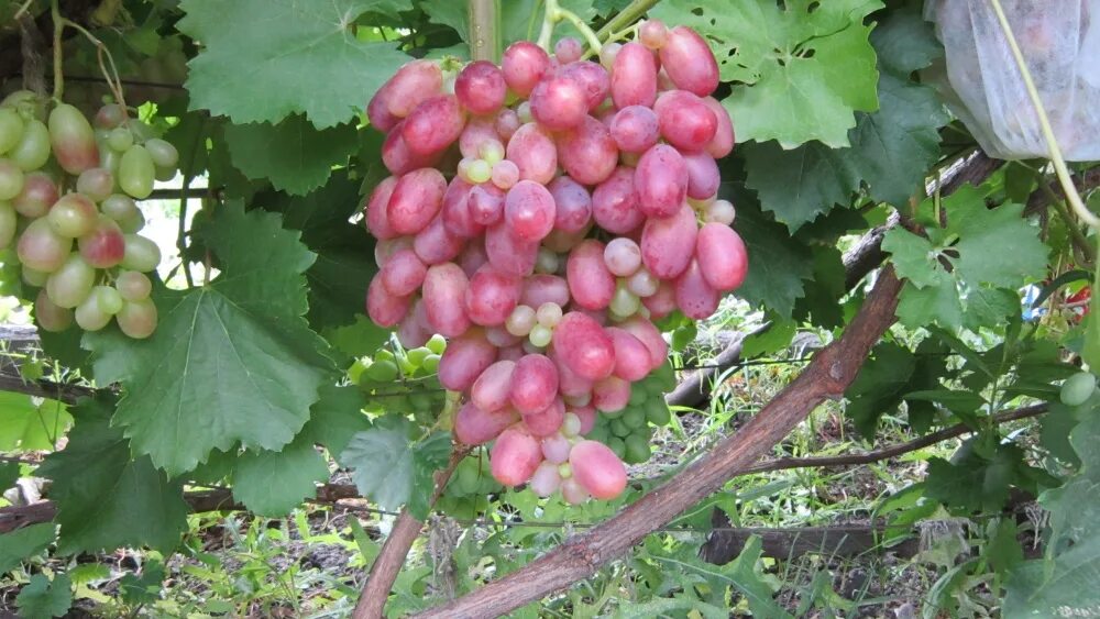 Виноград Русвен. Сорт винограда Русвен. Неукрывные сорта винограда для Подмосковья.