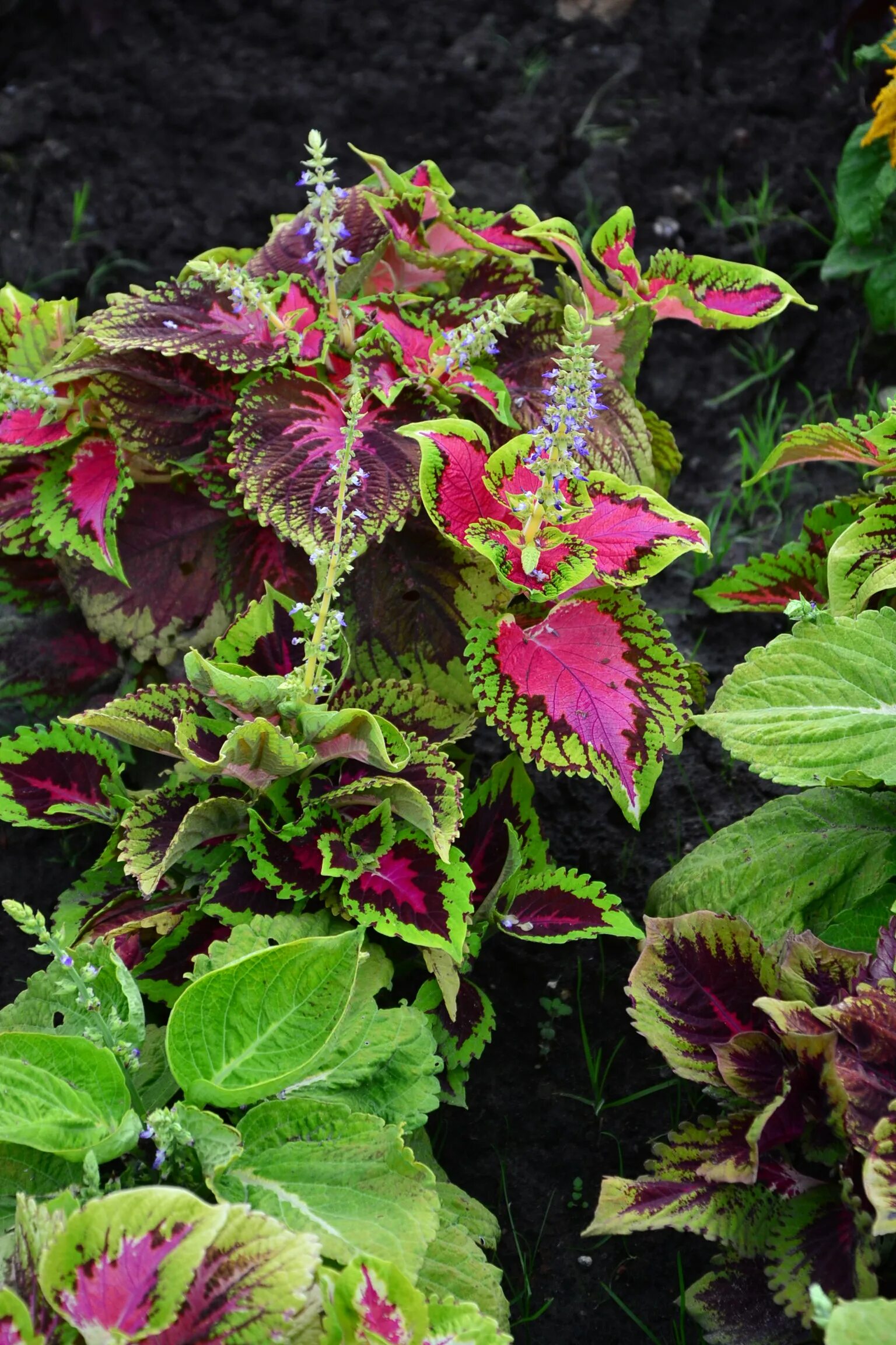 Колеус огненный. Колеус coleus juliet quartermain. Как цветет колеус. Колеус крапивка зелёная белая. Колеус verschaffeltii.