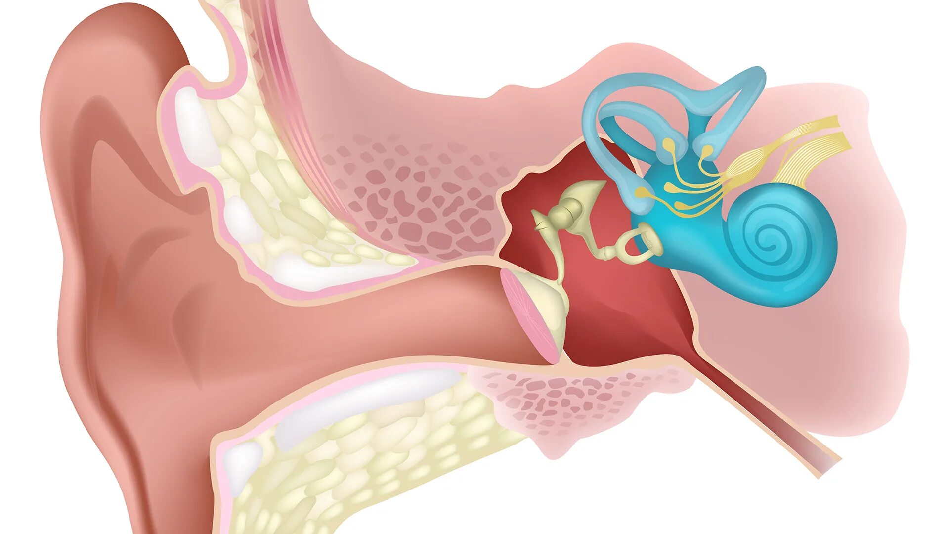 Воспаленная евстахиева труба симптомы. Евстахиит что это. Воспаление слуховой трубы. Закупорка евстахиева труба. Евстахиева труба, евстахиит.