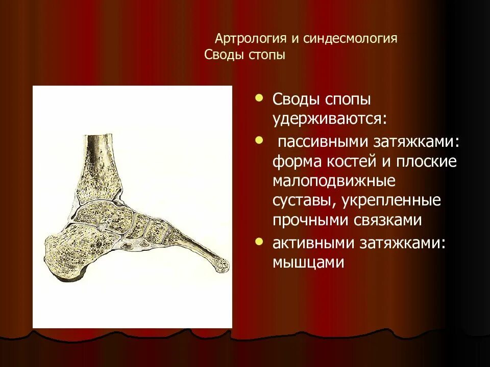 Пассивные затяжки сводов стопы