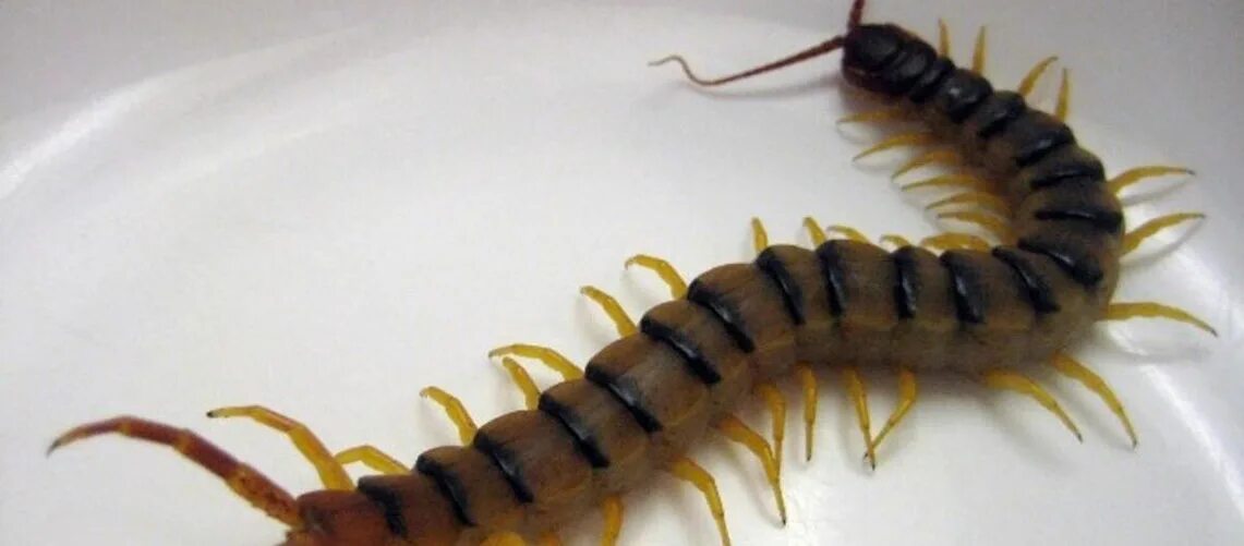 сороконожка сколопендра. к чему снятся сороконожки женщине. многоножка насекомое. к чему снится большая сороконожка. крымская кольчатая сколопендра.