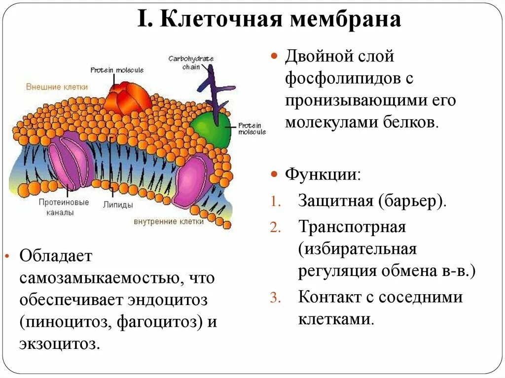 Какую клеточную структуру. Мембрана клетки строение и функции. Функции основных структур клеточной мембраны. Структура мембраны клетки. Строение плазматической мембраны.