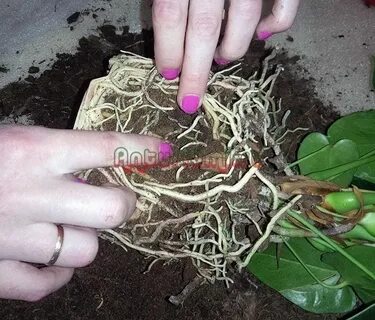 Шары корень
