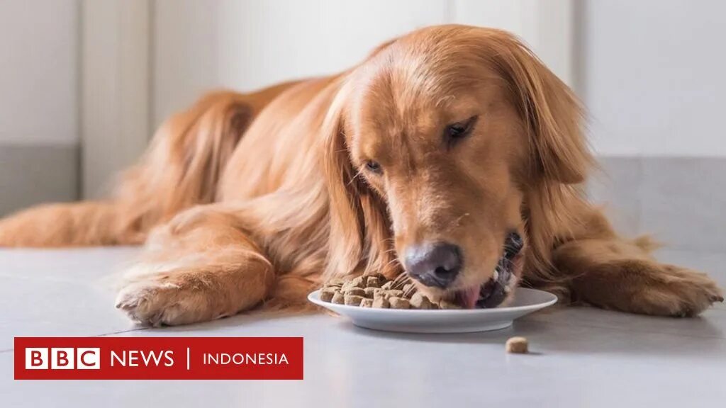 Кормление собак и кошек. My pet eat. My pet eat. Кошки и собаки. My pet eat.