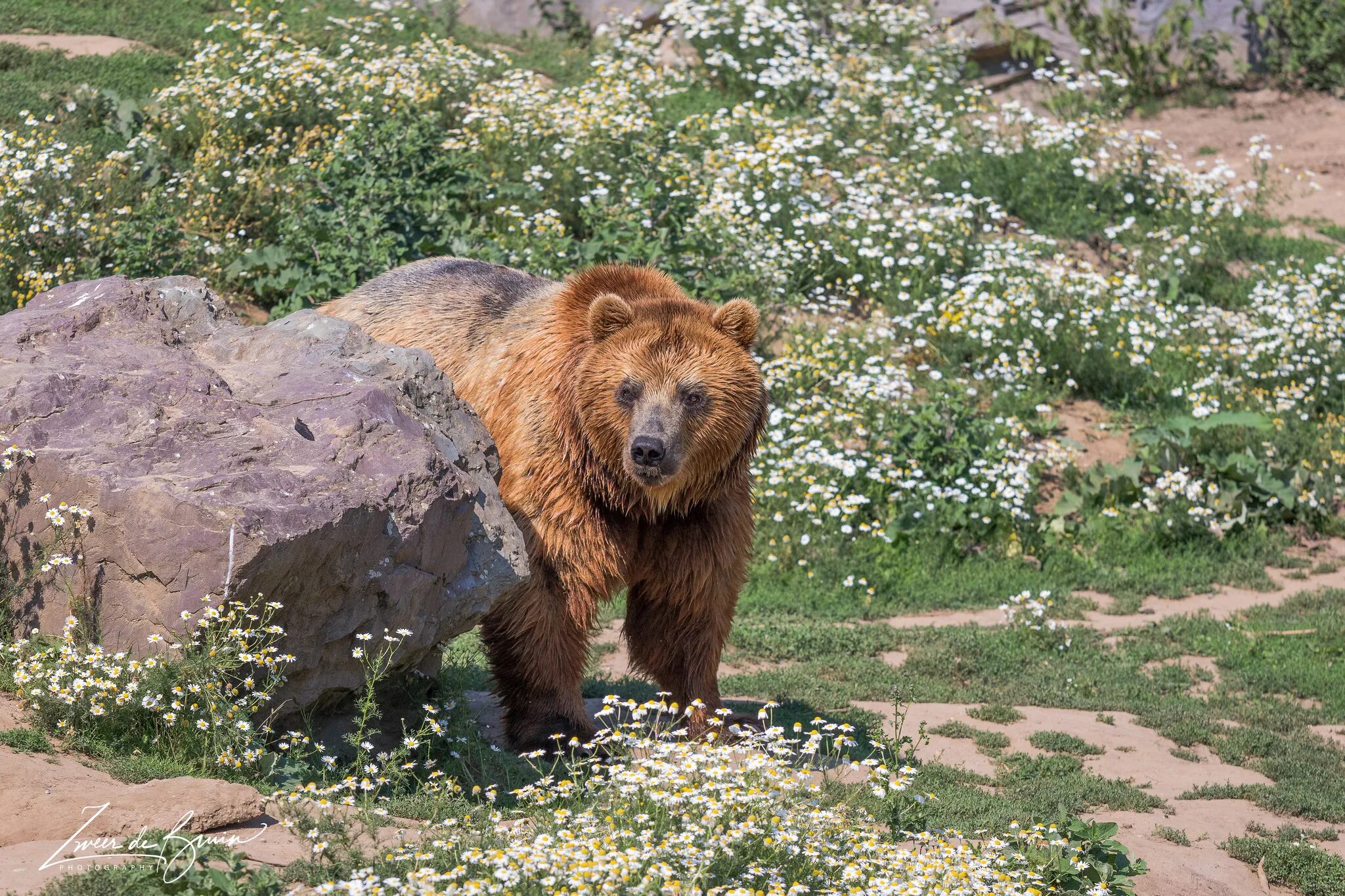 План сочинения камчатский бурый медведь 5 класс. Камчатский бурый медведь. Кантабрийский бурый медведь. Калифорнийский бурый медведь. Бурый медведь в зоопарке.