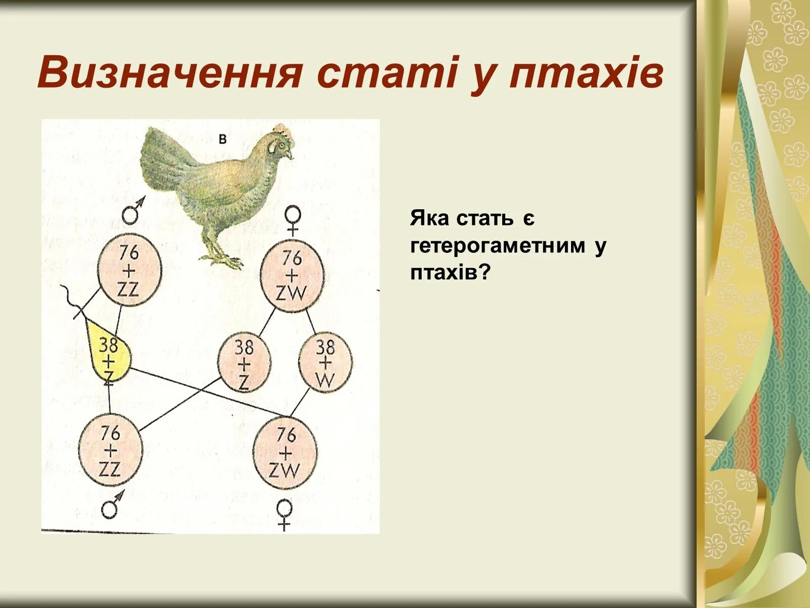 Пол у птиц хромосомы. Генетика пола птиц. Определение пола у птиц. Гетерогаметный мужской пол у птиц. Генотип птиц.