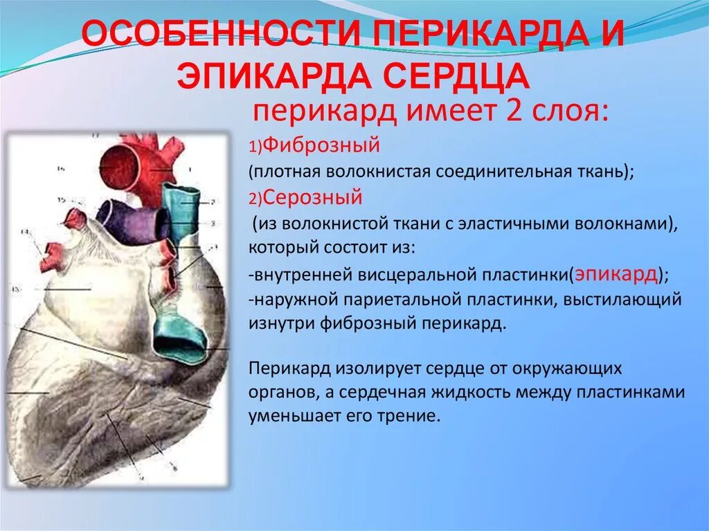 Перикард полость перикарда. Перикард анатомия кратко. Строение перикарда анатомия. Строение перикарда. Синусы сердца топография.