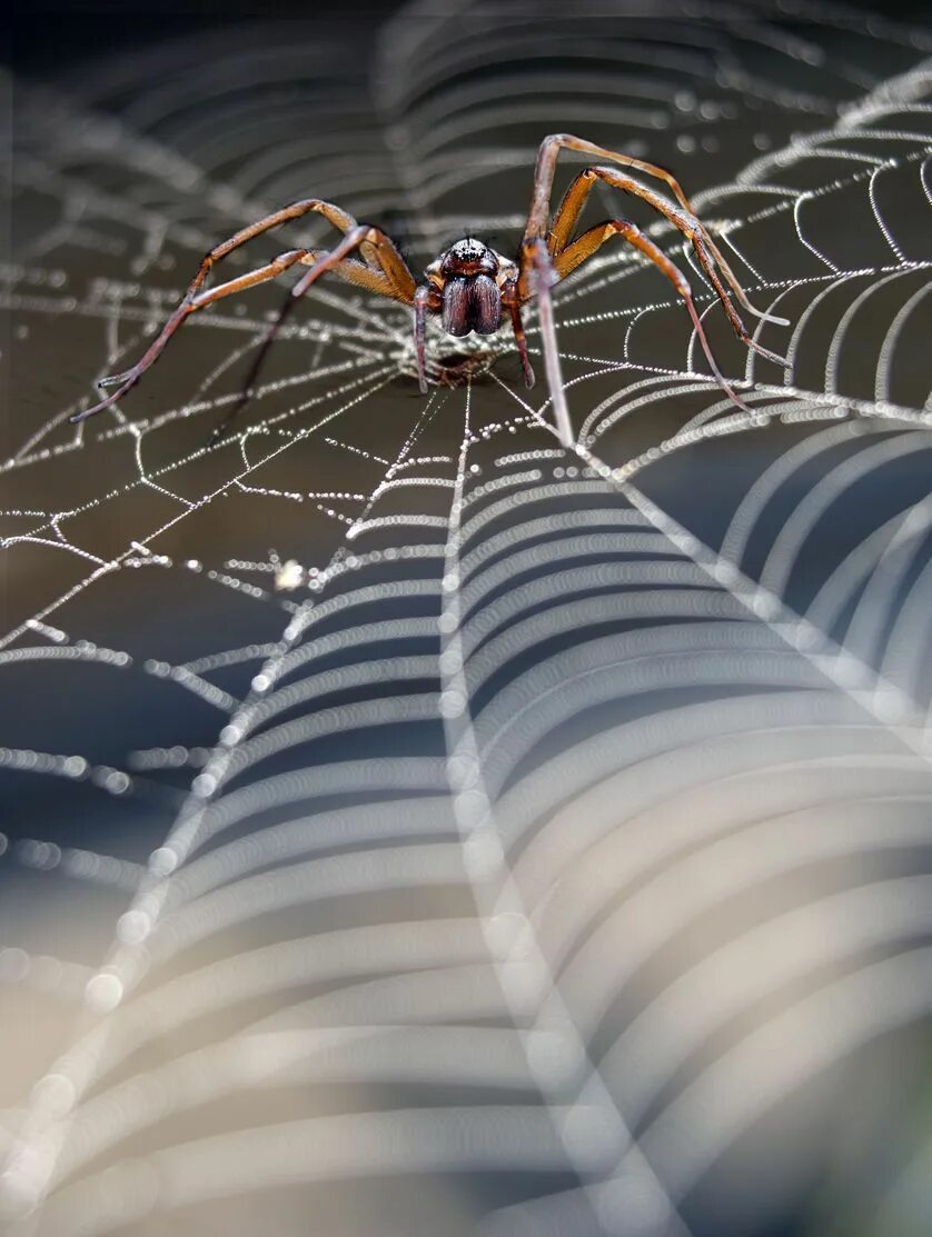 Nyf spiders