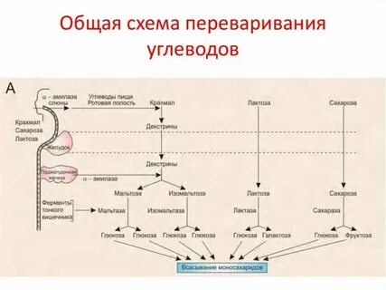 Жиры расщепляются ферментами какими