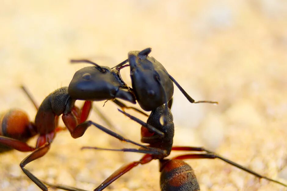 Название армейского муравья. Африканский большеголовый муравей. Тетрариусы муравьи. Муравей солдат. Муравьи дерутся.