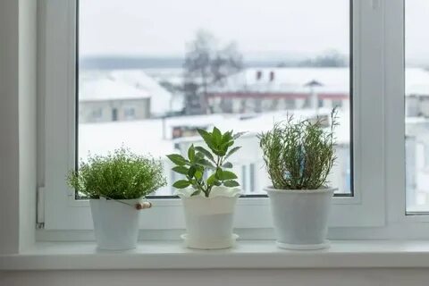 Растения зеленеют и цветут на подоконнике зимой