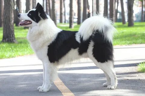 Собаки якутии