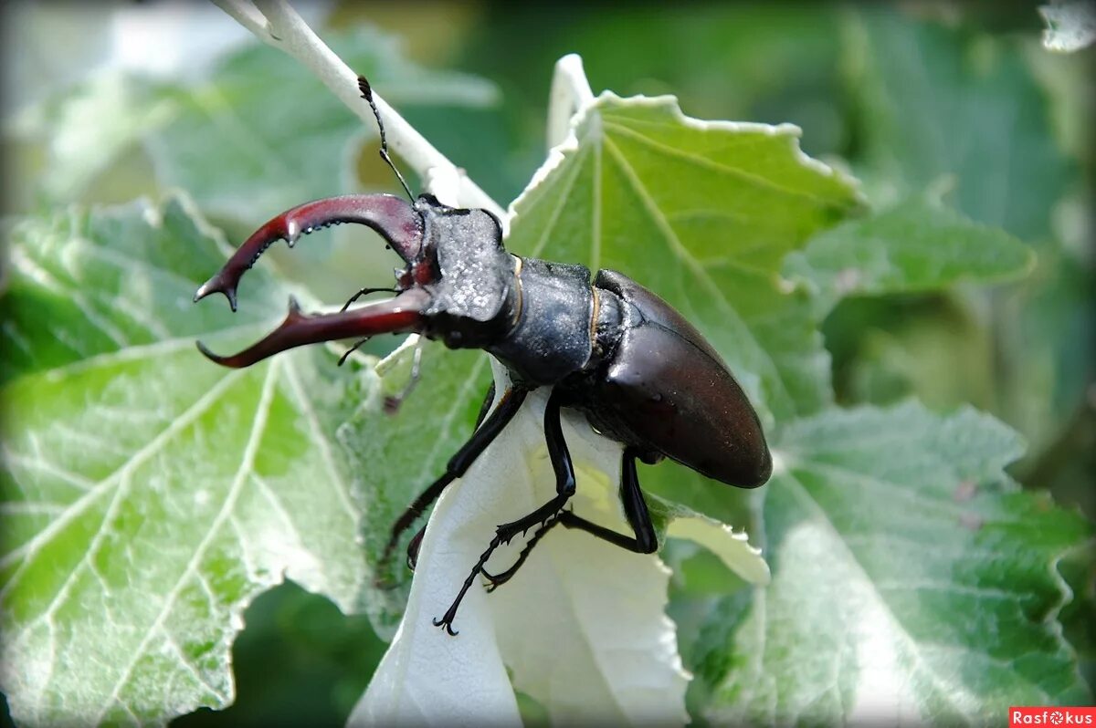 жук олень краткое описание. жук олень чем защищается. жук рогач. жук олень рогач. жук олень самка.
