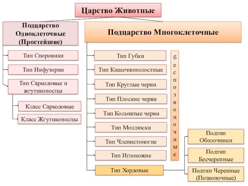 Царства подцарства класс. Царства подцарства типы подтипы. царство животные подцарство. царство подцарство тип подтип. царства подцарства типы подтипы таблица.