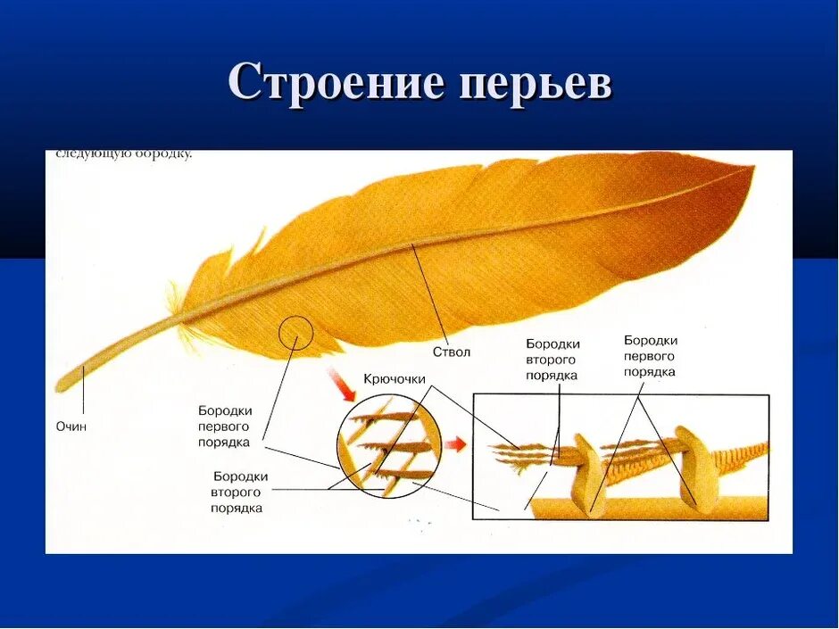 Строение пера птицы ответы. Строение пера птицы. Перо строение. Строение контурного пера. Строение контурного пер.