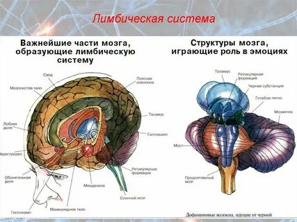 Ткань образующая мозг человека