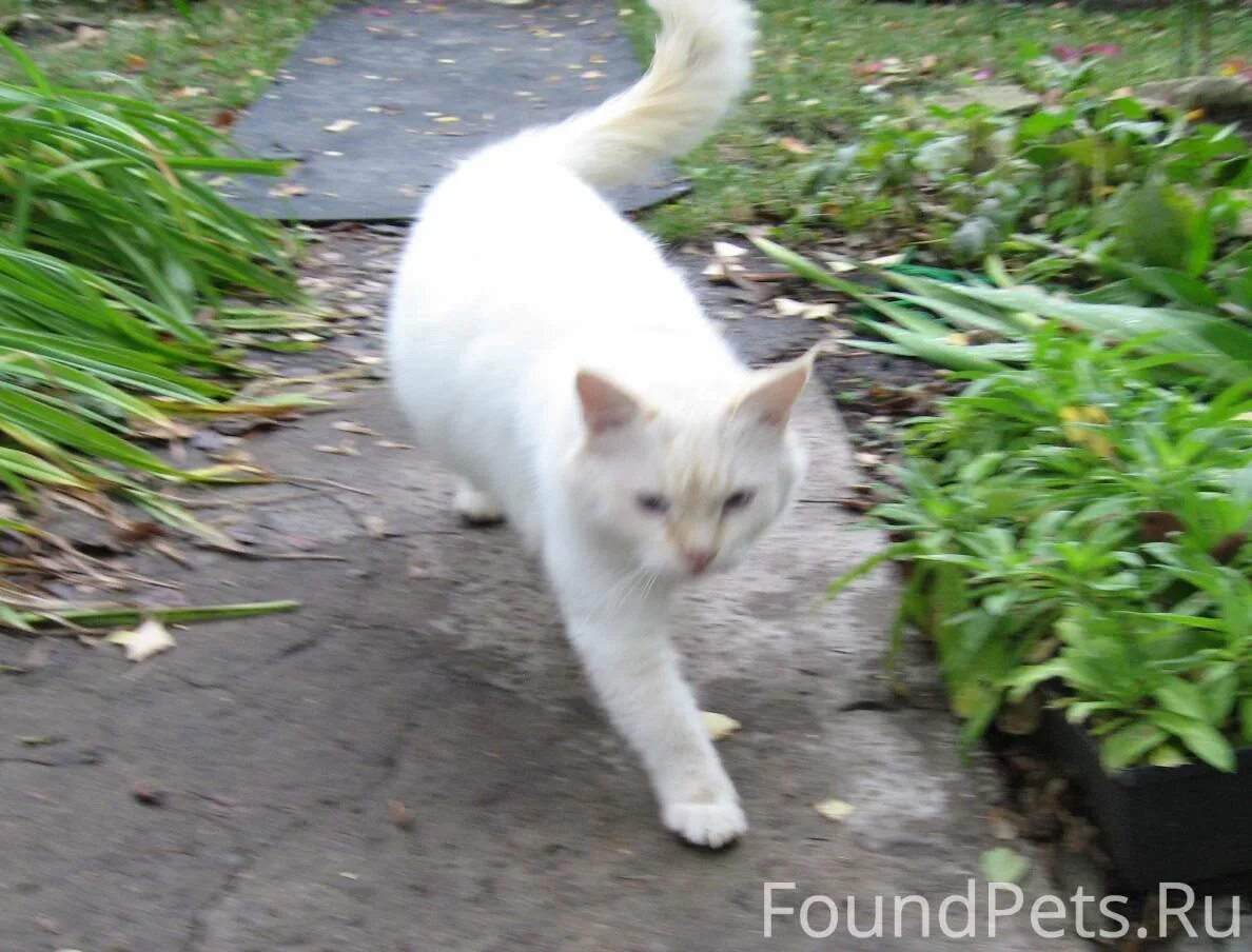 Найден белый кот шевлягино. Сверток в белой изоленте наркотики. 5 млн лет. Нашелся белый кот. Домодедово потерялся белый кот.