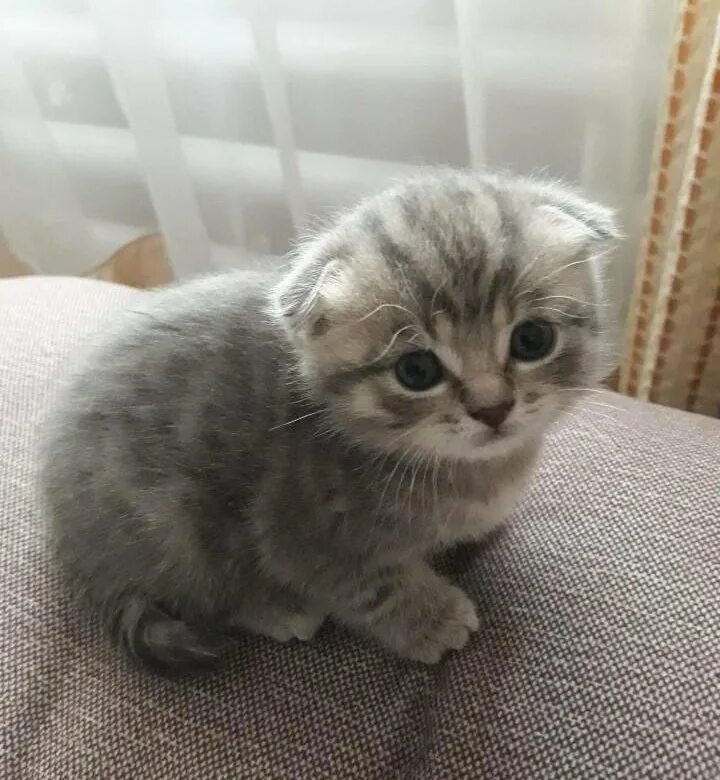 Сибирская кошка трехцветная вислоухая. Британская серебристая шиншилла окрас лап. Авито котенок девочка. Оцикет кошка котята. Котенок белый с пятнышками.