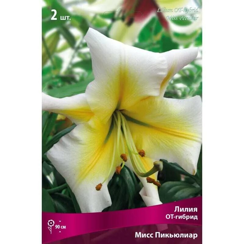 Pin on Lilium