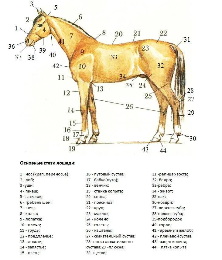 Какая длина лошади. Топография статей лошади. Стати экстерьера лошади. Анатомия лошади названия частей тела. Скелет лошади схема.
