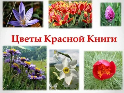 4 растения из красной книги