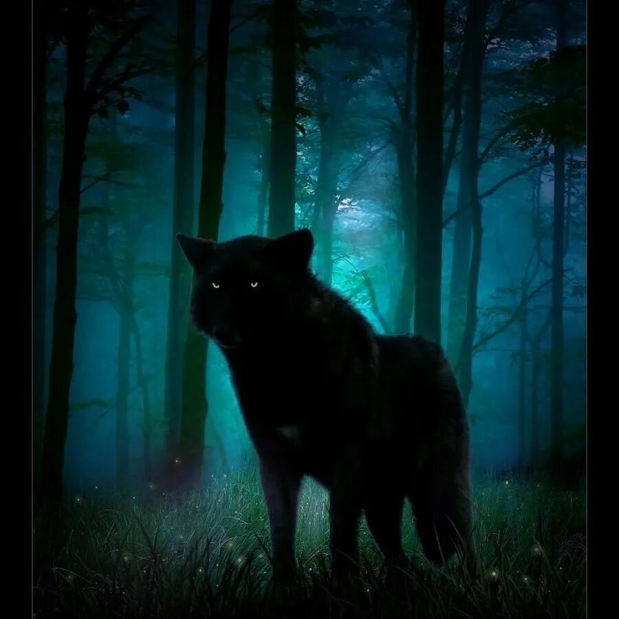 Будет больно и печально. Черный волк. Волк в лесу ночью. Черный волк в лесу. Волк в темноте.