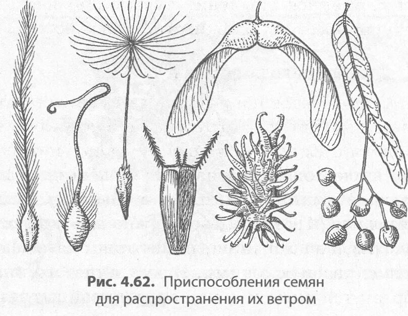 Распространение семян ветром и животными. Приспособленность растений к распространению плодов и семян. Приспособленность плодов и семян к распространению. Автохория анемохория гидрохория Антропохория. Приспособления семян к распространению ветром.