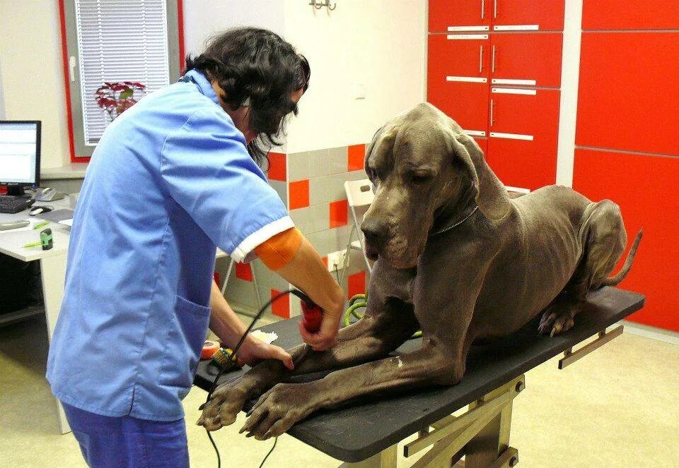 Переливание крови собаке. Переливаниеикрови животным.