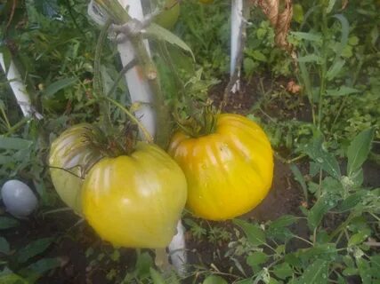 Томат золотые купола описание