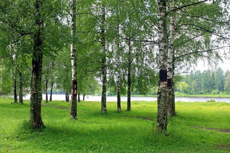 Березовая роща Тула парк. Березовая роща Новомосковск. Смолино Берёзовая роща. Осиновка Березовая роща. Я выйду за город крапив