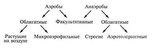 Дыхание прокариот. Факультативные и облигатные анаэробы и аэробы. Облигатные и факультативные аэробы. Факультативные аэробы и анаэробы. Аэробы факультативные анаэробы облигатные анаэробы.