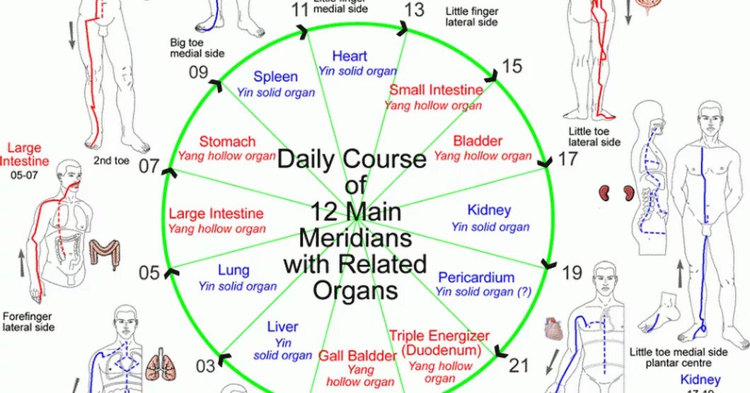 Китайская медицина органы. Система меридианов человека китайская медицина. Меридианы тела человека китайская медицина. 12 Меридианов человека по китайской медицине. Названия меридианов в китайской медицине схема.