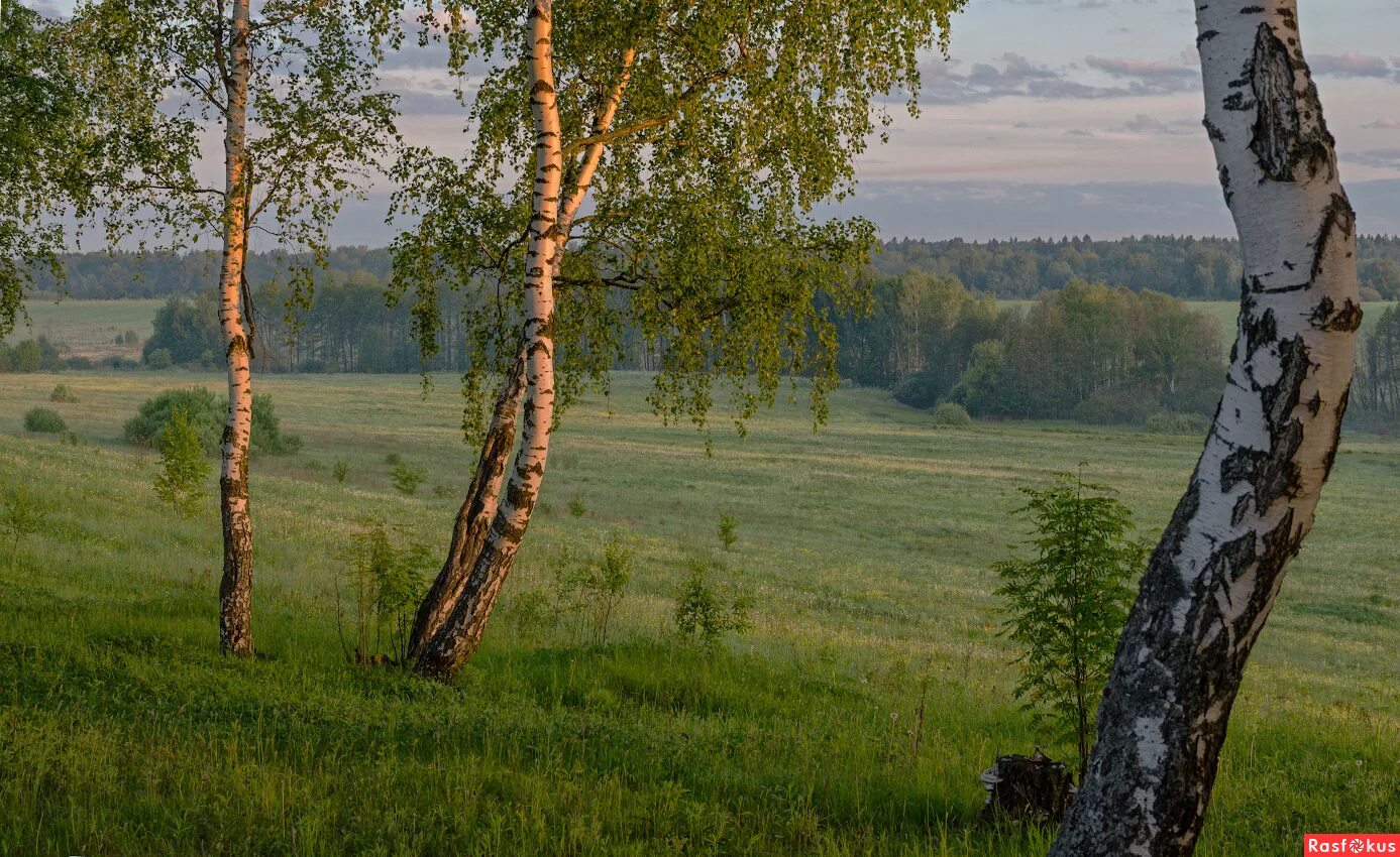 Березовая роща вдали