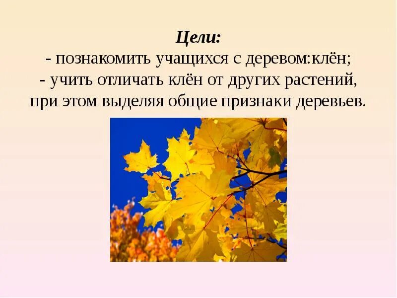 Составьте предложения у вдоль в клены